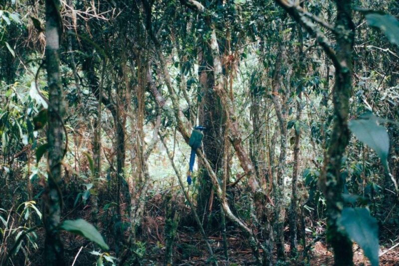 Medellín Waterfall: Hike and Discover Medellín's Nature - Inclusions and Recommendations