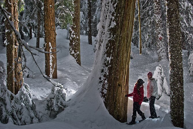 Medicine Trail Snowshoe Tour - Group Size and Liability