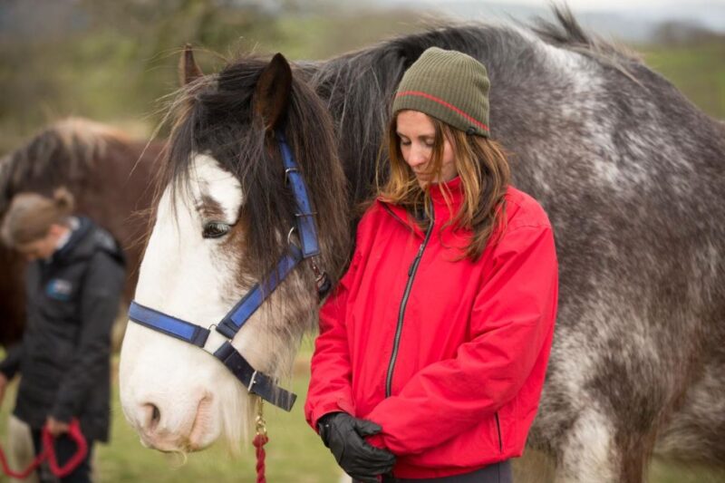 Meditate With Horses Full Circle Experiences - Stress and Anxiety Reduction
