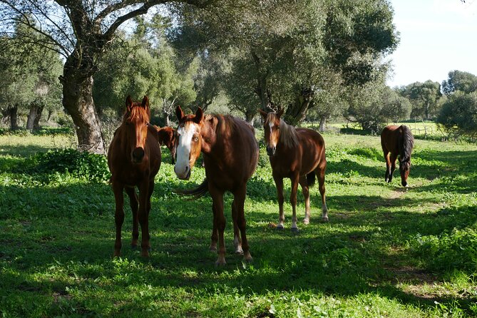 Meditation Activity: Mindfulness With Horses in Zahora - Appreciation of the Natural Environment