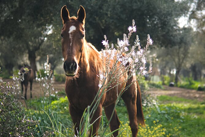 Meditation Activity: Mindfulness With Horses in Zahora - Departure and Farewells