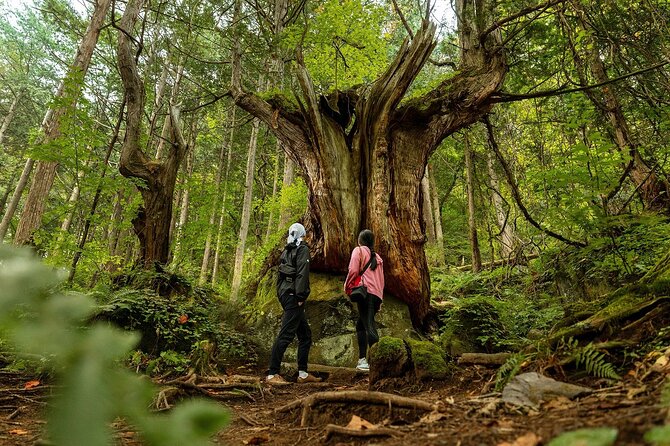 Meditation Experience in Nature With Primeval Forest and Springs - Booking and Cancellation Policies