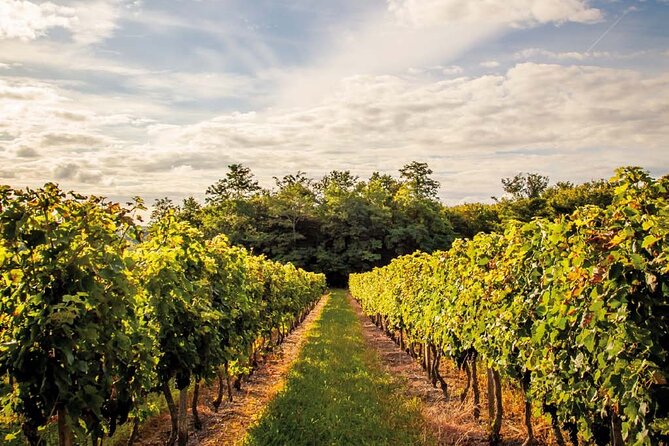 Médoc Region Half-Day Wine Tour With Winery Visit & Tastings From Bordeaux - Activity Requirements and Restrictions
