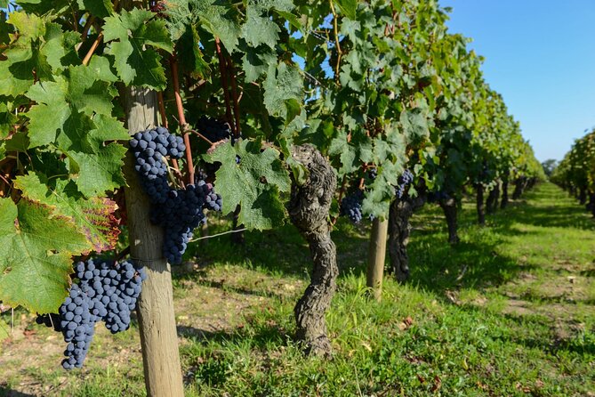 Medoc Region Wine Day Trip With Vineyard Visits & Tastings From Bordeaux - Tasting Classified Growth Wines