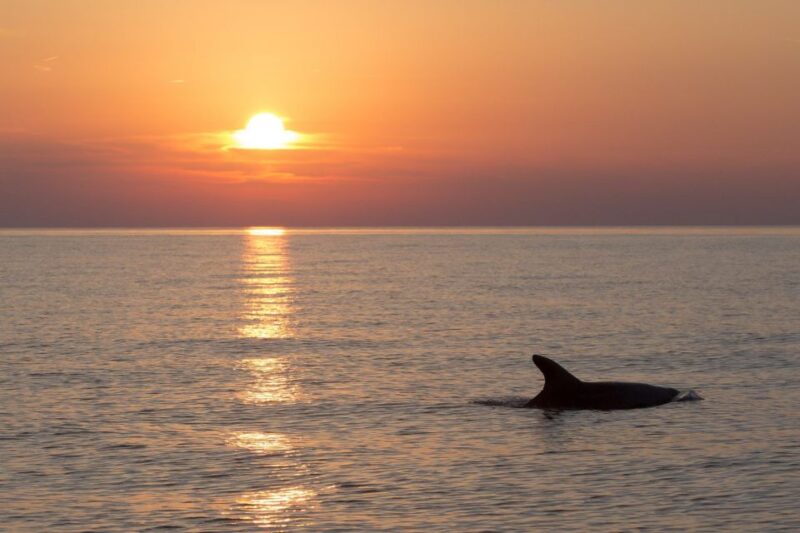 Medulin: 3-Hour Sunset Dolphin Spotting Tour With Dinner - Itinerary and Highlights