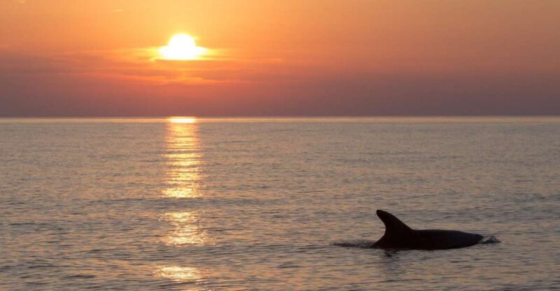 Medulin: 3-Hour Sunset Dolphin Spotting Tour With Dinner - Meeting Point and Important Information