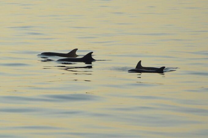 Medulin: 3-Hour Sunset Dolphin Spotting Tour With Dinner - Contact and Additional Details