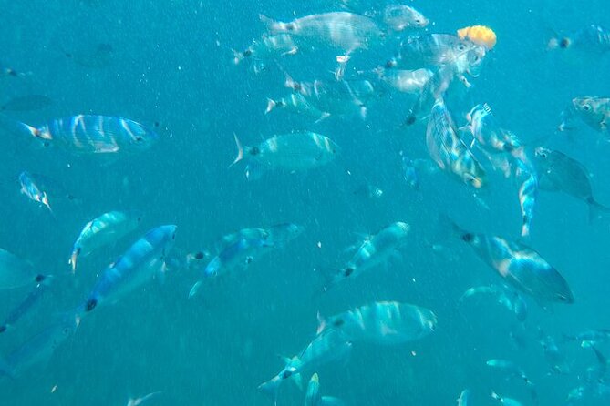 Medulin: Glass Boat Tour Experience to Kamenjak With Mermaid - Visiting Porer Lighthouse