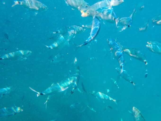 Medulin: Glass Boat Tour Experience to Kamenjak With Mermaid - Exploring Kamenjak and Nature Park