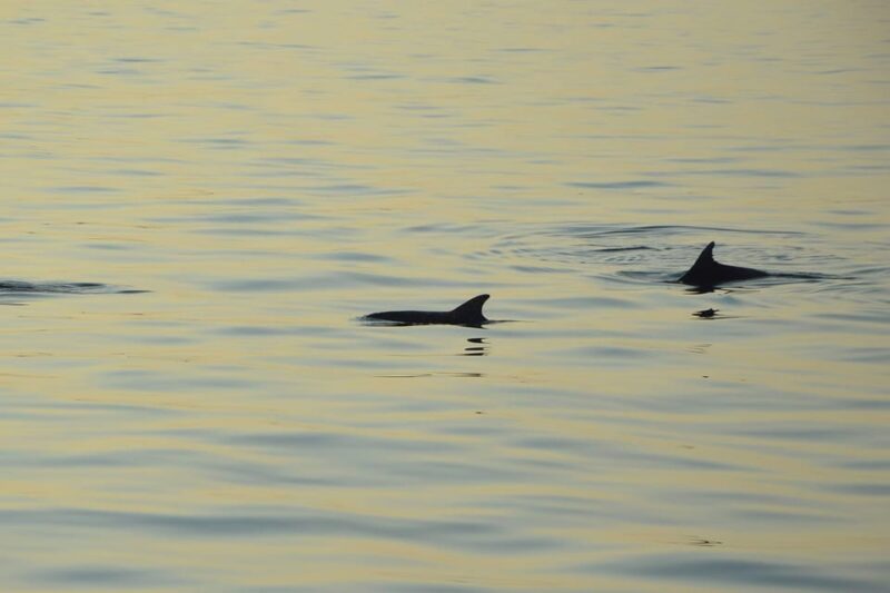 Medulin: Private Sunset Cruise With Dolphin Watching - Safety Considerations