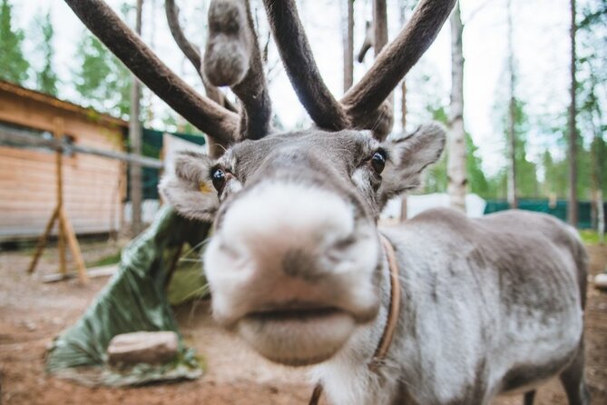 Meet Santa Claus & Santas Reindeer Ride & Hug Huskies - Reindeer Ride Experience