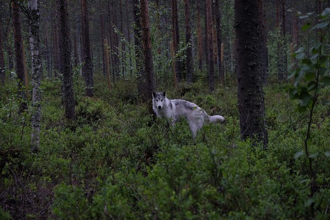 Meet Taivas & the Arctic Wolves - Private Tour - Exploring Arctic Wolfland