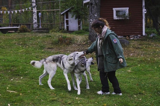 Meet Taivas & the Arctic Wolves - Private Tour - Interacting With Wolfdogs