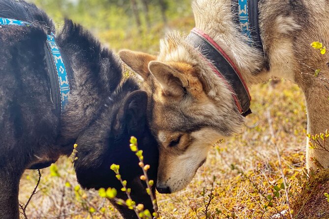 Meet Taivas & the Arctic Wolves - Private Tour - Understanding Wolfdog Behavior
