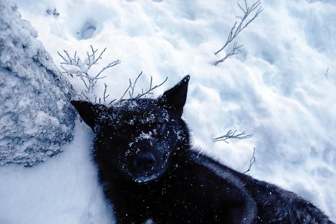 Meet Taivas & the Arctic Wolves - Private Tour - Entering the Wolf Enclosures