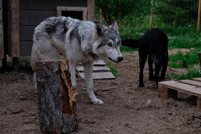Meet Taivas & the Arctic Wolves - Private Tour - Safety and Participation