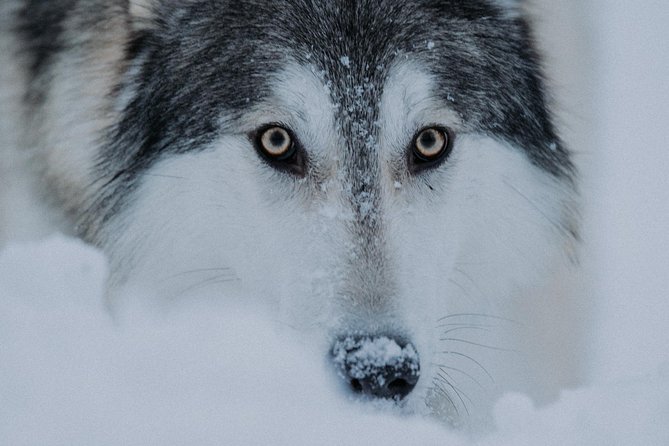 Meet Taivas & the Arctic Wolves - Private Tour - Booking and Logistics