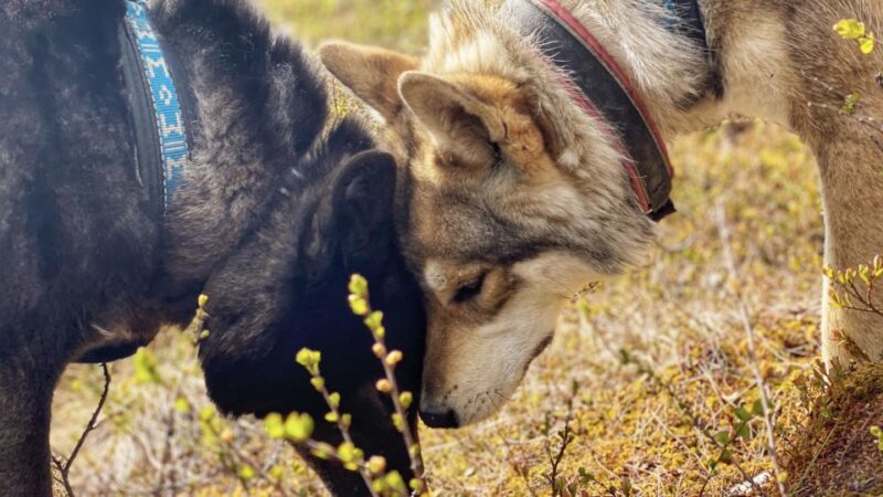 Meet Taivas & the Arctic Wolves - Private Tour - Close Interaction With Wolfdogs