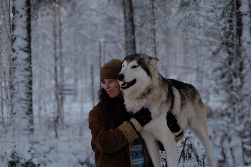 Meet Taivas & the Arctic Wolves - Private Tour - Differences Between Wolfdogs and Dogs