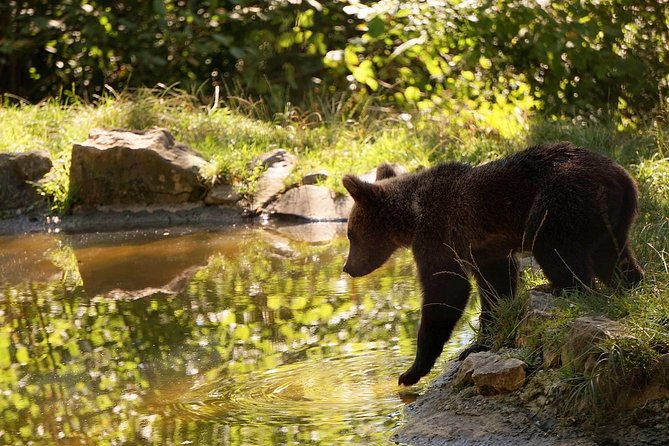 Meet the Bears & Visit Dracula Castle Day Tour From Bucharest - Whats Included