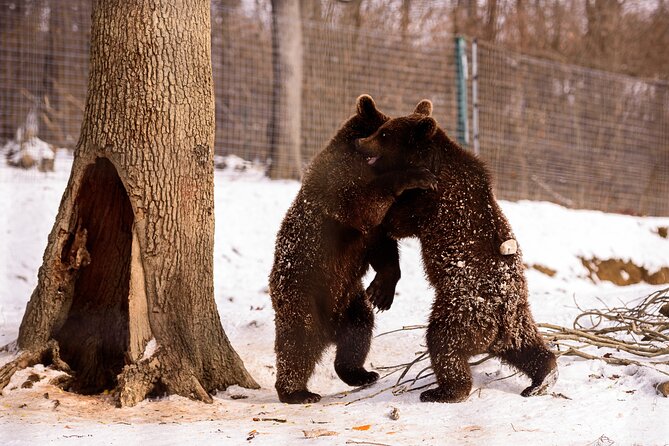 Meet the Bears & Visit Dracula Castle Day Tour From Bucharest - Frequently Asked Questions