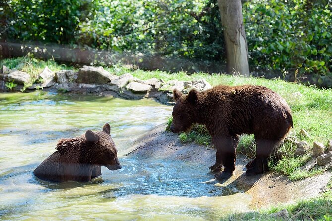 Meet the Free Bears and Visit Draculas Castle in a Day Trip From Bucharest - The Bear Sanctuary Experience