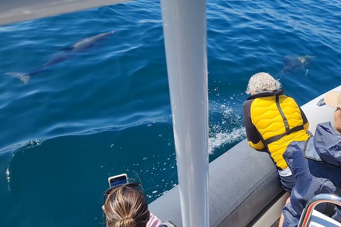 Meet the Lisbon Dolphins - Dolphin Watching in Lisbon - Meeting Point and Pickup Information