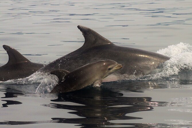Meet the Lisbon Dolphins - Dolphin Watching in Lisbon - Additional Tour Considerations