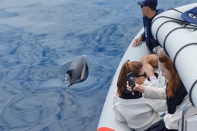 Meet the Lisbon Dolphins - Dolphin Watching in Lisbon - Cancellation Policy and Refunds