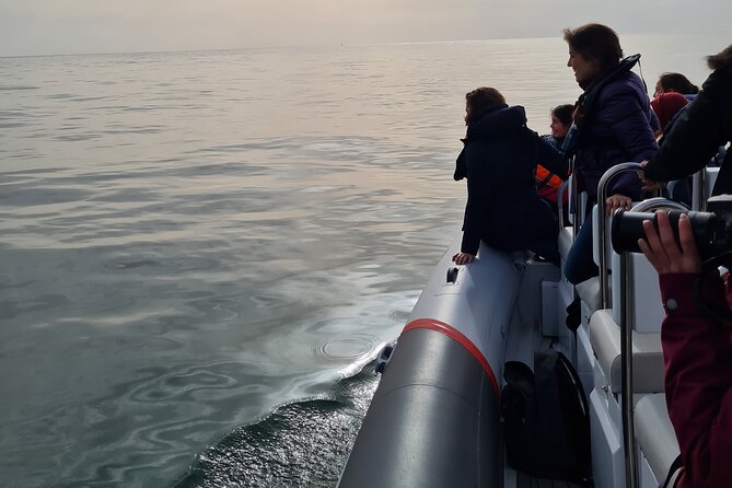 Meet the Lisbon Dolphins - Dolphin Watching in Lisbon - Taking in the Ocean Breeze