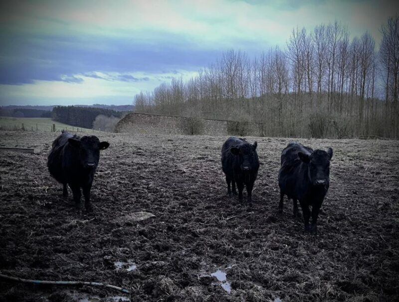 Meet the Mini Moos - Key Points