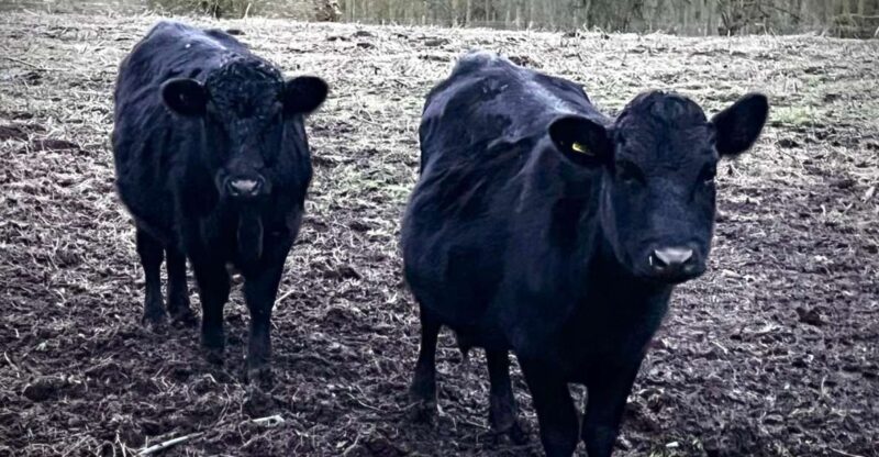 Meet the Mini Moos - Characteristics of Dexter Cows