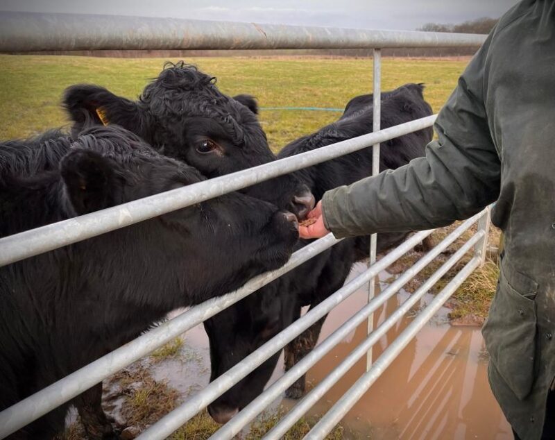 Meet the Mini Moos - Rustic Farm Location