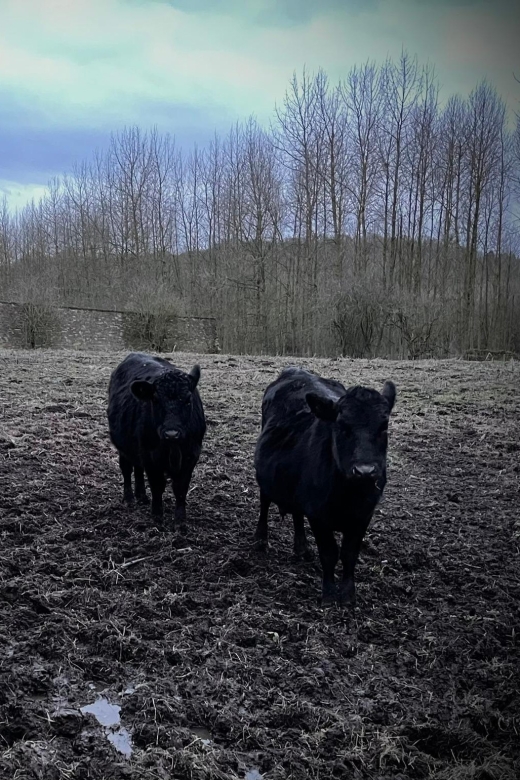 Meet the Mini Moos - Inclusions in the Experience