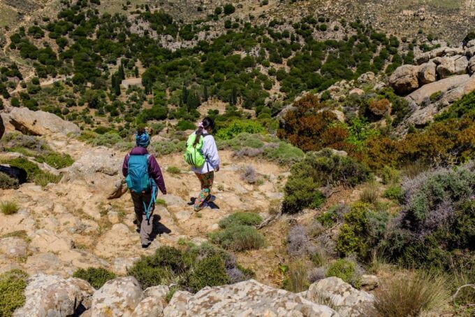 Meet the Trees in Cyclades Hiking (Small Group Experience) - Trail Type and Ecosystem
