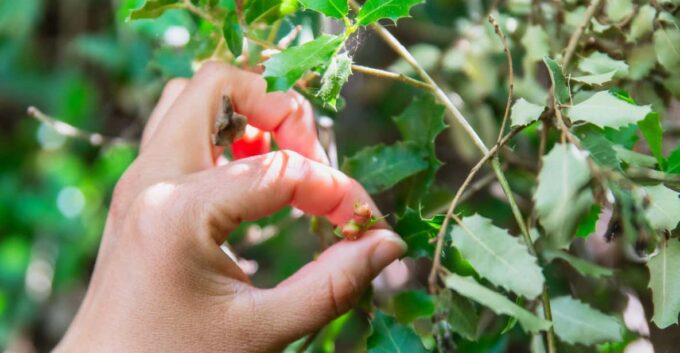 Meet the Trees in Cyclades Hiking (Small Group Experience) - Included Activities