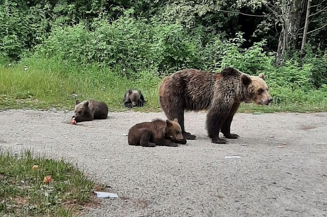 Meet Wild Brown Bears on the Roads to Real Draculas Fortress - The Path to Draculas Fortress