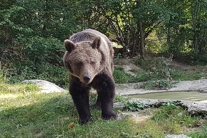 Meet Wild Brown Bears on the Roads to Real Draculas Fortress - Tour Inclusions and Extras