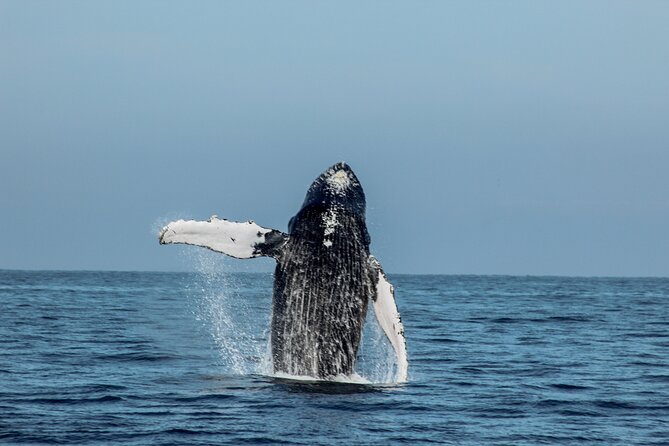 Mega Yacht Whale Watching Sunset Tour [All-Inclusive] - What to Bring