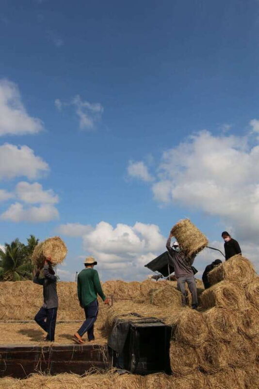 Mekong Delta Discovery: 2-Day Tour of Ben Tre & Can Tho - Exploring Can Thos Tropical Orchards and Cacao Farm