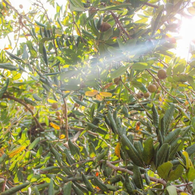 Mekong Delta Experience: Small Group Adventure - Mekong Delta Cruise