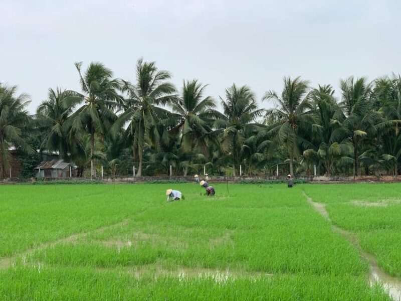 Mekong Delta: Experience the Hidden Gem of Local River Life - Key Points