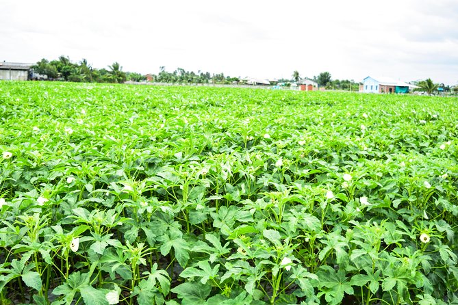 Mekong Delta Guided Tour From Ho Chi Minh City - Transportation and Guide Information