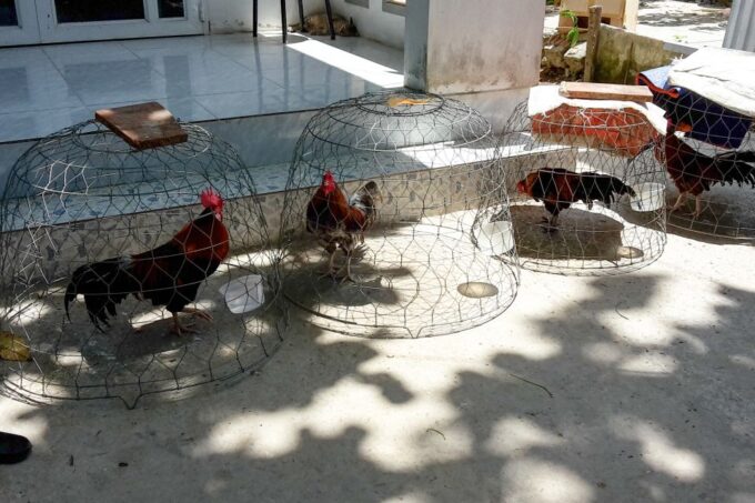 Mekong Delta: My Tho & Ben Tre Full-Day Trip in Small Group - Cultural Experiences and Activities