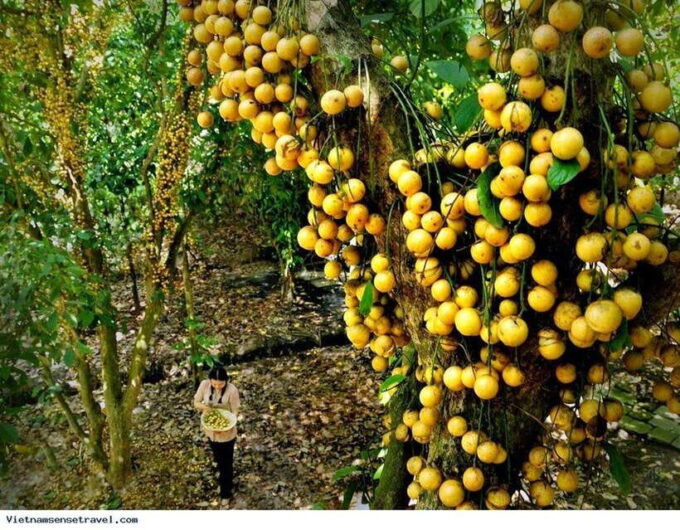 MEKONG DELTA TOUR TO CAI BE – TAN PHONG ISLAND FULL DAY - Since You Asked