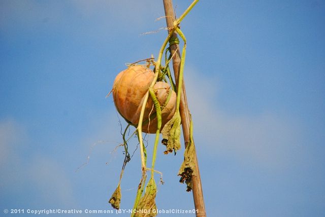 Mekong Tour: Cai Be - Can Tho Floating Market 2 Days - Lunch and Transfer