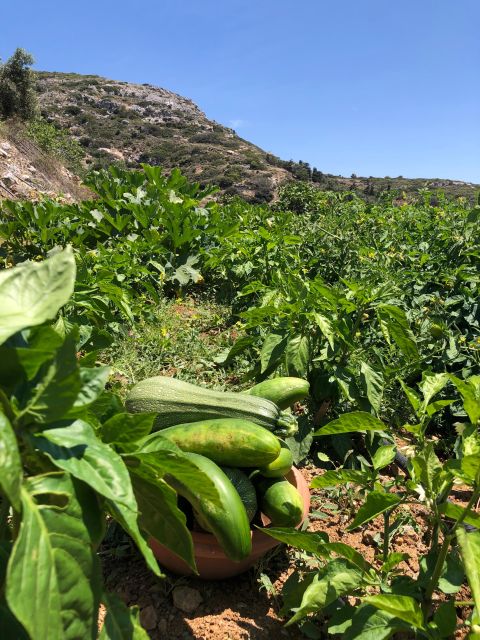 Melanes: Naxos Perivoli Farm & Cooking Class With Wood Fire - Cooking on a Wood Fire