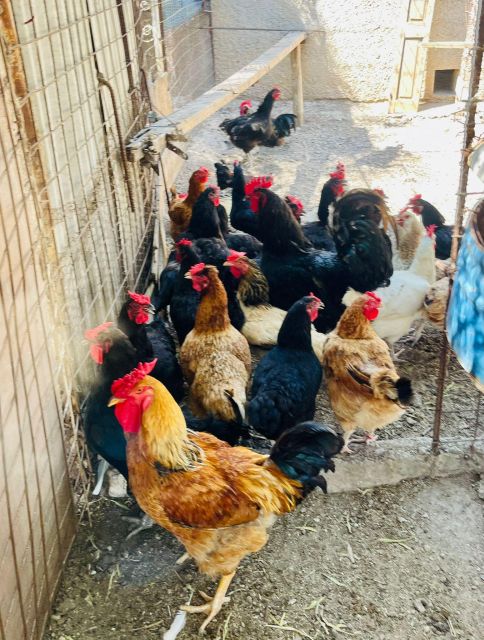 Melanes: Naxos Perivoli Farm & Cooking Class With Wood Fire - Important Reminders