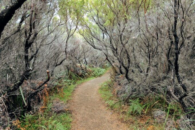 Melbourne: 12 Apostles, Great Otways and Great Ocean Road - Hike to Waterfalls