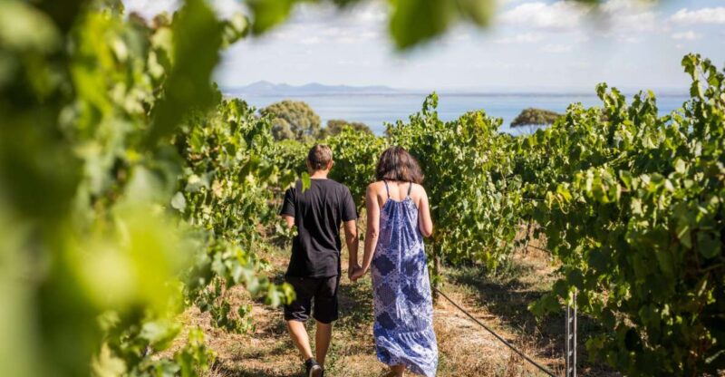 Melbourne: Around the Bay Food & Wine Taste Trail - Scotchmans Hill Vineyard Tasting